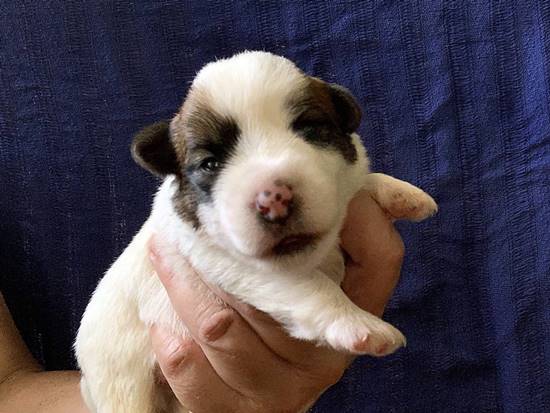 cachorros jack russell terrier de Gaspalleira cachorros jack russell terrier de Gaspalleira