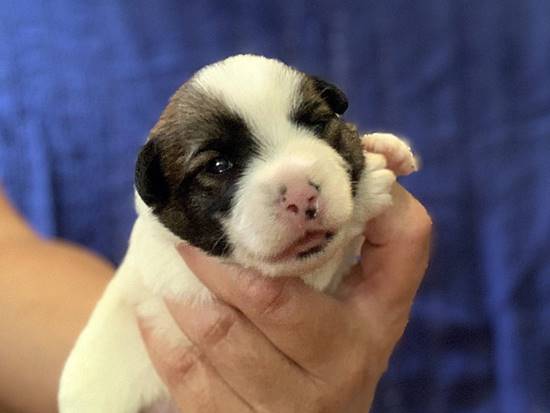 cachorros jack russell terrier de Gaspalleira cachorros jack russell terrier de Gaspalleira