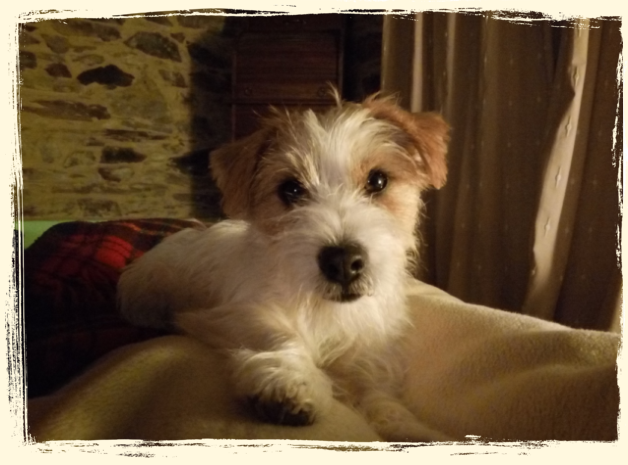 cachorro-jack-russell-terrier