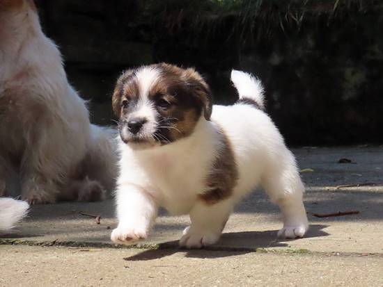 cachorros jack russell terrier de Gaspalleira cachorros jack russell terrier de Gaspalleira