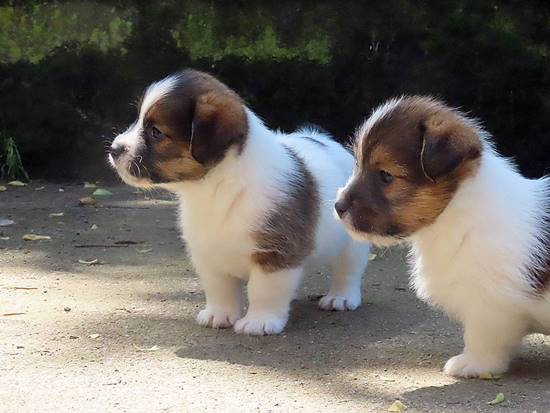 cachorros jack russell terrier de Gaspalleira cachorros jack russell terrier de Gaspalleira