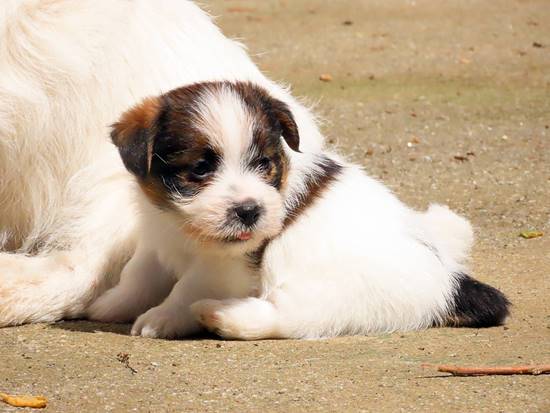 cachorros jack russell terrier de Gaspalleira cachorros jack russell terrier de Gaspalleira