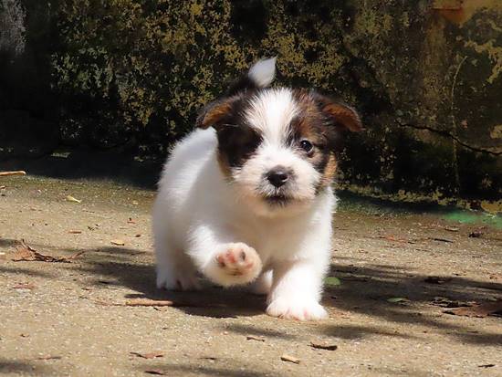 cachorros jack russell terrier de Gaspalleira cachorros jack russell terrier de Gaspalleira