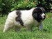 cachorro mastin del pirineo
