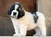 Cachorro de mastín del pirineo