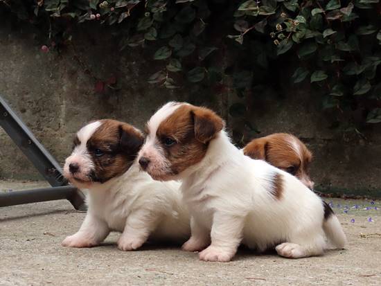 cachorros jack russell terrier de Gaspalleira cachorros jack russell terrier de Gaspalleira