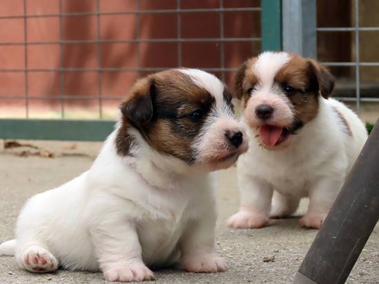cachorros jack russell terrier de Gaspalleira cachorros jack russell terrier de Gaspalleira
