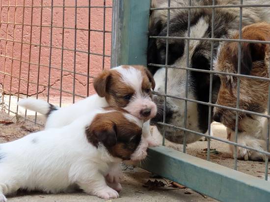 cachorros jack russell terrier de Gaspalleira cachorros jack russell terrier de Gaspalleira