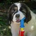 cachorro mastin del pirineo