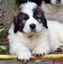 Cachorro de Mastín del Pirineo Chelito de Gaspalleira