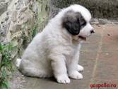 Cachorro de Mastín del Pirineo Candela de Gaspalleira