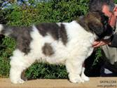 Cachorro de Mastín del Pirineo Zulema de Gaspalleira