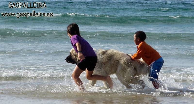 Mastin del Pirineo con los niños en la playa