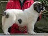 Cachorro de Mastín del Pirineo de Gaspalleira