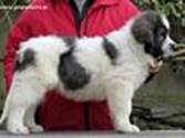 Cachorro de Mastín del Pirineo de Gaspalleira