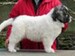 cachorro mastin del pirineo