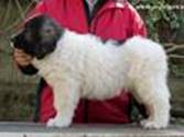 Cachorro de Mastín del Pirineo de Gaspalleira