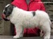 cachorro mastin del pirineo