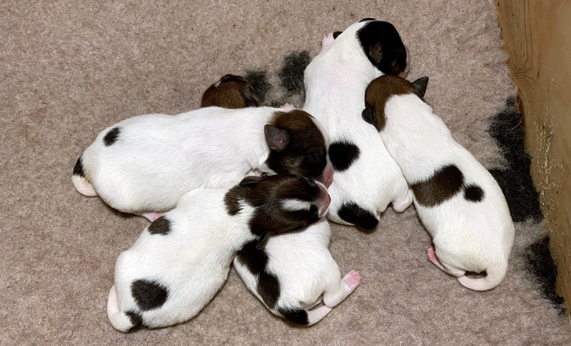 cachorros jack russell terrier de Gaspalleira cachorros jack russell terrier de Gaspalleira
