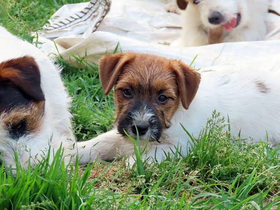cachorro de jack russell terrier de gaspalleira