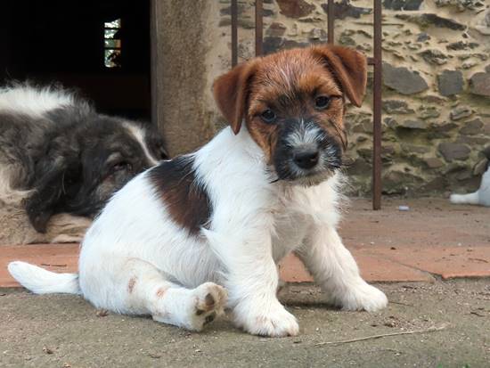 cachorro de jack russell terrier de gaspalleira