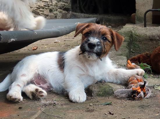 cachorro de jack russell terrier de gaspalleira