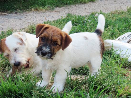 cachorro de jack russell terrier de gaspalleira